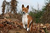 BASENJI 067